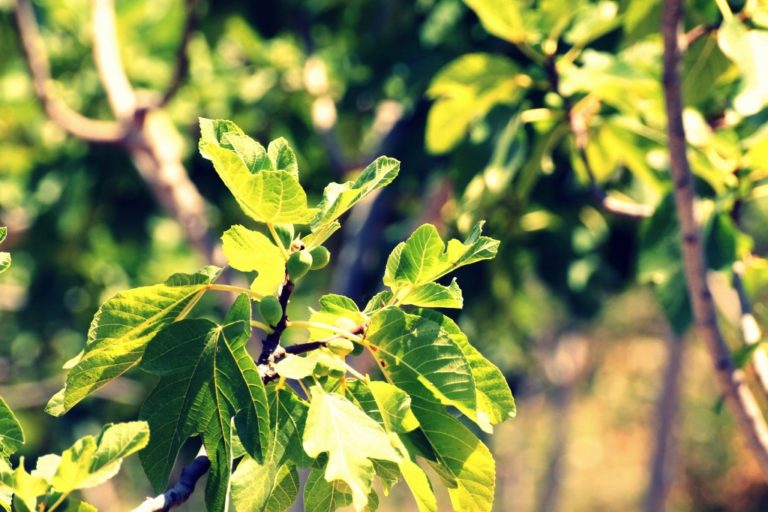 Nel mirto, nello cherry o nel limoncello. Ecco ora i fichi munnati del Cilento dop e bio