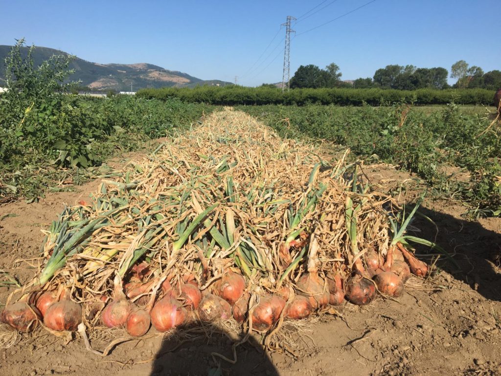 La cipolla di Airola. Ovvero nascita di un nuovo presidio Slow Food in Valle Caudina